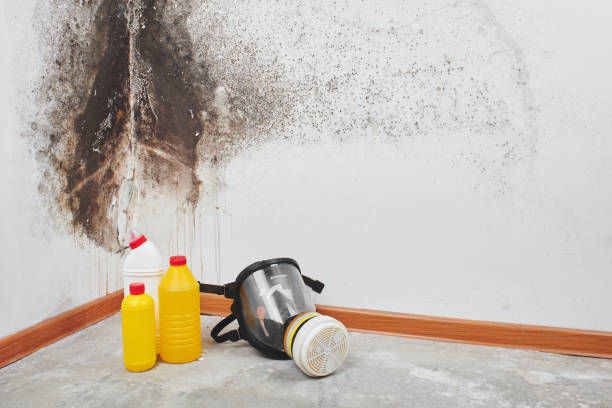 Best Basement Mold Remediation in South San Jose Hills, CA