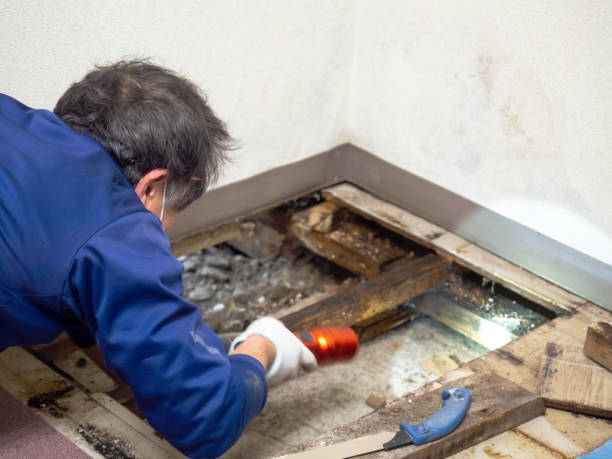 Best DIY Mold Remediation Support Services in South San Jose Hills, CA