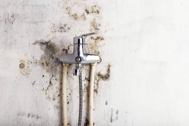 Best Emergency Mold Remediation in South San Jose Hills, CA