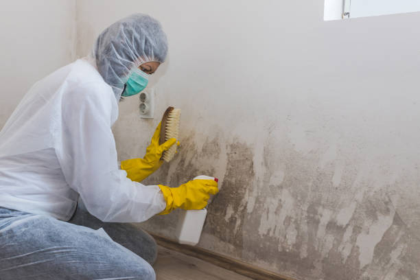 Best Residential Mold Remediation in South San Jose Hills, CA