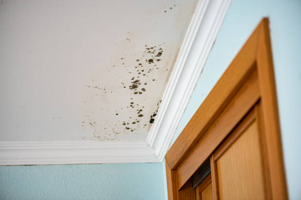 Best HVAC Mold Remediation in South San Jose Hills, CA