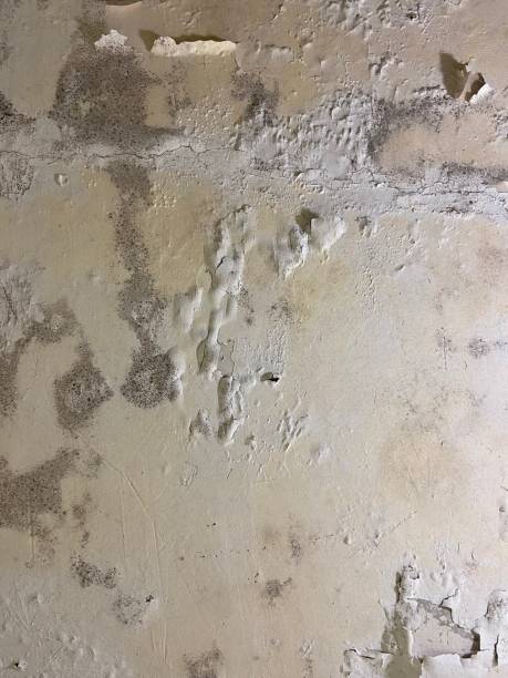 Best Localized Mold Remediation (e.g., coastal areas, humid climates) in South San Jose Hills, CA