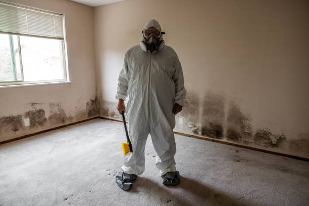 Best DIY Mold Remediation Support Services in South San Jose Hills, CA