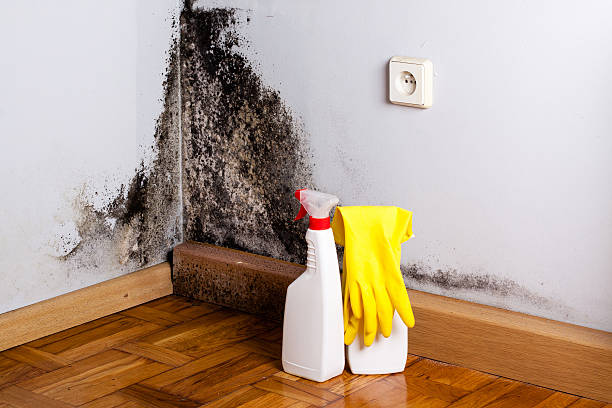 Best Black Mold Remediation in South San Jose Hills, CA