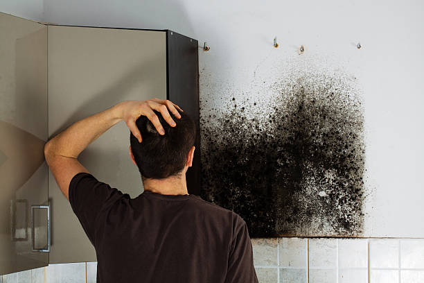 Best Mold Testing and Inspection Services in South San Jose Hills, CA