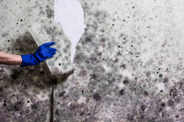 South San Jose Hills, CA Mold Remediation Company